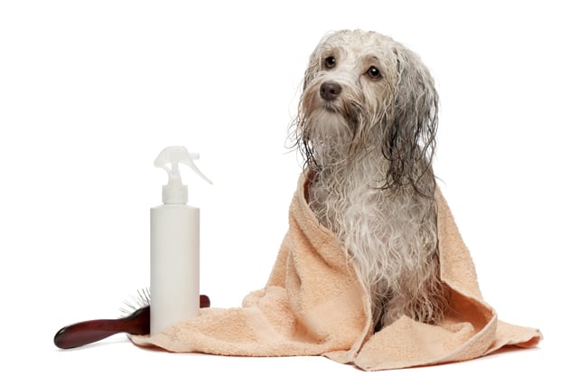 Washing a dog to help manage pet allergies