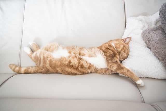 Cat fur on the sofa