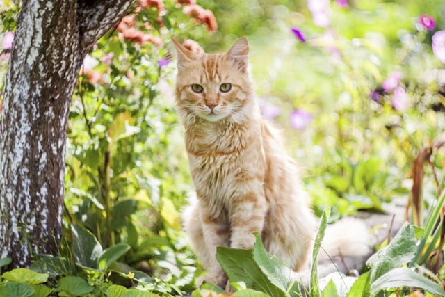 Allergy symptoms can be caused by cats
